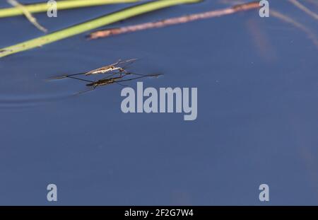 Le patineur d'étang commun Gerris lacustris tête sur. Insecte aquatique ou strider d'eau commun à la surface de l'étang Banque D'Images