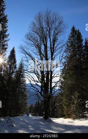 Randonnée d'hiver près de Mittenwald, près d'Elmau, Klais, Europe, Allemagne, Bavière, haute-Bavière, Werdenfels, hiver, randonnée d'hiver, arbre à feuilles caduques en contre-jour, hêtre Banque D'Images