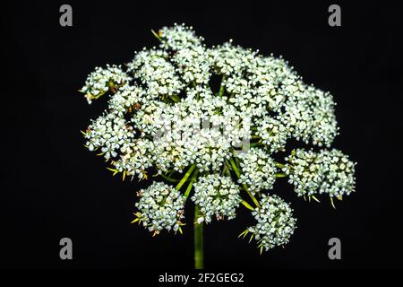 Carotte (Daucus carota subsp. Sativus) croissance florale, Ouganda, Afrique Banque D'Images