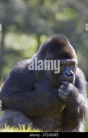 Gorilla des basses terres de l'Ouest - Silverback Gorilla gorilla gorilla de Male Apenheul Pays-Bas MA001564 Banque D'Images