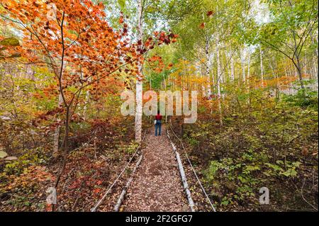 Femme touristique debout dans la forêt de bouleau avec érable coloré au parc national d'Inje, Corée du Sud Banque D'Images