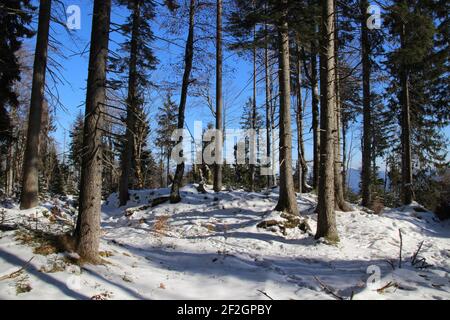 Randonnée d'hiver à travers la forêt de montagne jusqu'au Simetsberg. Allemagne, Bavière, Walchensee, Einsiedl, vue sur la forêt Banque D'Images