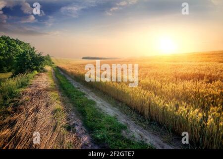Domaine de blé mûrs dans les rayons lumineux Banque D'Images
