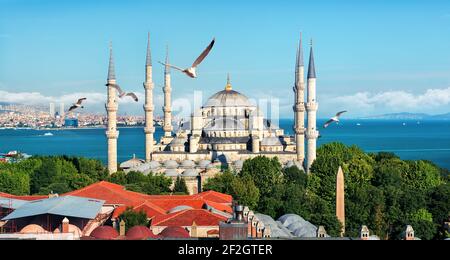 Mouettes sur la Mosquée Bleue et le Bosphore à Istanbul, Turquie Banque D'Images