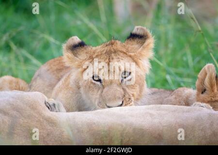 Lion cub (Panthera leo) en train de boire de mère, réserve nationale de Masai Mara, Kenya. Banque D'Images