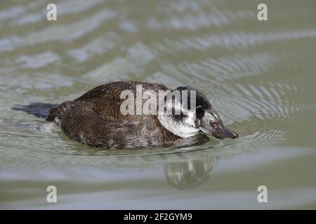 Canard à tête blanche - femelle Oxyura leucocephala Arundel WWT Sussex, Royaume-Uni BI013299 Banque D'Images