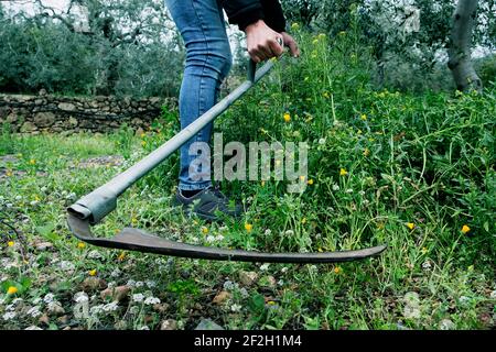 gros plan d'un jeune homme du caucase qui tond l'herbe cultivée d'une terre agricole avec un scythe Banque D'Images