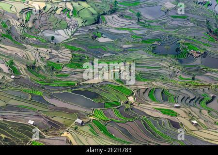 Géographie / Voyage, Chine, Yunnan, impressionnantes rizières en terrasses cultures dans la région de Yuanyang, à la, Additional-Rights-Clearance-Info-not-available Banque D'Images