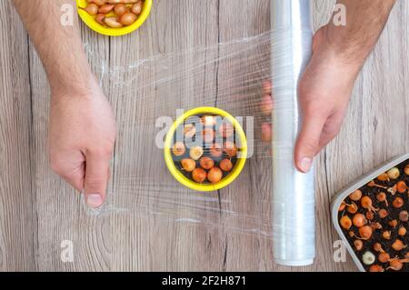 Les mains couvrant l'oignon dans une casserole de terre avec un film plastique transparent. Vue de dessus, gros plan. Banque D'Images