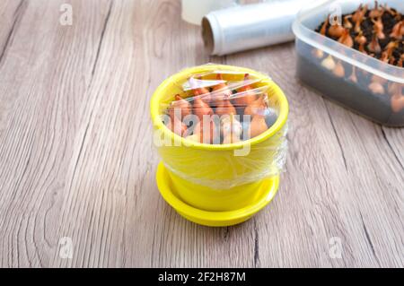 Pot en céramique jaune avec oignons plantés sous un emballage en plastique transparent. Plante végétale biologique Banque D'Images