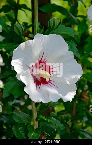 Fleurs d'hibiscus blanches entièrement fleuries avec fond de feuilles vertes, vue rapprochée du dessus Banque D'Images