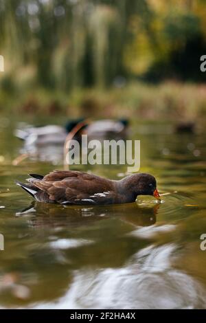 Allemagne, Rhénanie-du-Nord-Westphalie, Bielefeld, Nordpark, moorhen Banque D'Images