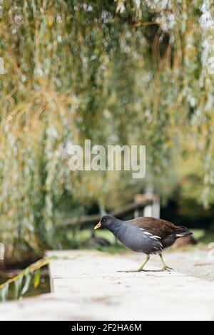 Allemagne, Rhénanie-du-Nord-Westphalie, Bielefeld, Nordpark, moorhen Banque D'Images