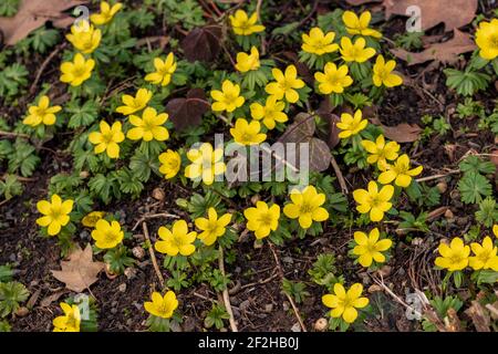 Champ de fleurs aconites d'hiver à fleurs jaunes (Eranthis hyemalis) au début du printemps, gros plan et plein cadre Banque D'Images