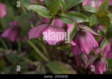 Fleurs printanières de fleurs hellébore roses Helleborous orientalis, Lenten Rose, vue de côté rapprochée Banque D'Images