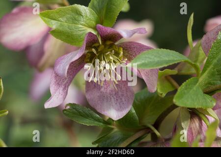 Fleurs hellébore roses Helleborous orientalis, Lenten Rose fleurit au printemps Banque D'Images