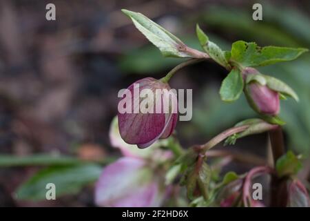 Bourgeon floral hellébore rose, Helleborous orientalis, Lenten Rose ouverture au printemps Banque D'Images