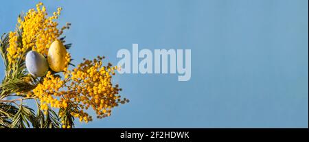 Modèle de bannière joyeuses Pâques avec œufs de Pâques et fleur mimosa sur fond bleu Banque D'Images