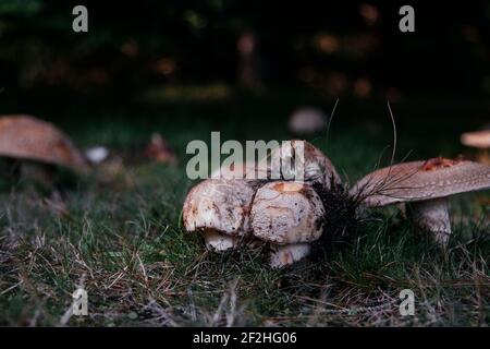 Champignons des perles sur l'Amrum Banque D'Images