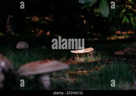 Champignons des perles sur l'Amrum Banque D'Images