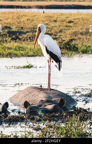 Tork à bec jaune Mycteria ibis debout sur un Hippo dans la rivière Chobe au Botswana, en Afrique, faune ornithologique dans un parc national africain Banque D'Images