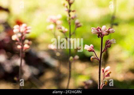 Flowers of heuchera coral bells in the garden in summer UK Stock Photo