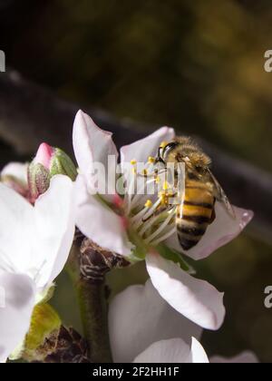 Une abeille, Apis mellifera, s'affairé entre les délicates fleurs d'amande blanche au début du printemps Banque D'Images