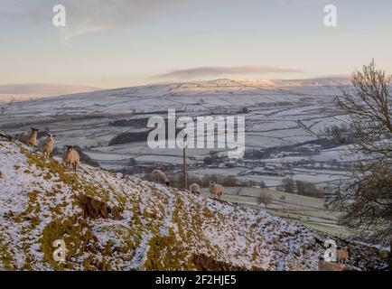 Moutons paissant sur une rive abrupte avec des collines enneigées comme toile de fond à Weardale, les Pennines du Nord, comté de Durham, Royaume-Uni Banque D'Images