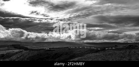 Sous un ciel nuageux, les moutons parcourent des landes ouvertes en hauteur dans le nord des Pennines, comté de Durham, Weardale, Royaume-Uni.(B&W) Banque D'Images