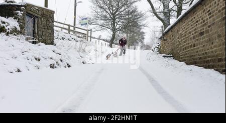 Une femme lutte pour faire marcher ses deux petits chiens sur une ruelle de campagne enneigée dans les Pennines du Nord, Weardale, comté de Durham, Royaume-Uni Banque D'Images