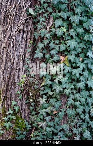 Allemagne, Bavière, haute-Bavière, Altötting, Altöttinger Gries zone de protection du paysage, peuplier, tronc d'arbre surcultivé avec l'ivy Banque D'Images