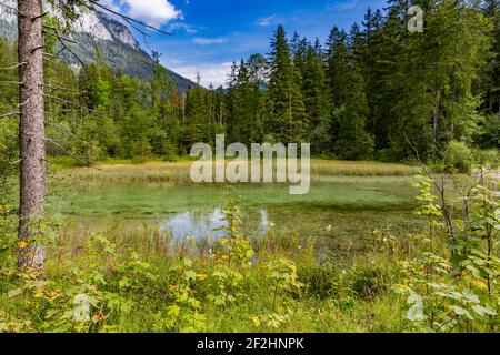 Végétation luxuriante, Hintersee, Ramsau, à l'arrière Reiteralpe, Berchtesgaden, Alpes de Berchtesgaden, Parc national de Berchtesgaden, Berchtesgadener Land, Haute-Bavière, Bavière, Allemagne, Europe Banque D'Images