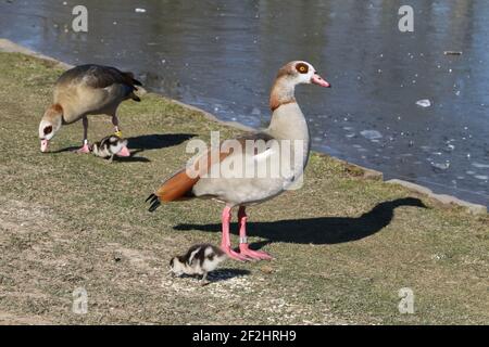 oies égyptiennes avec poussins Banque D'Images