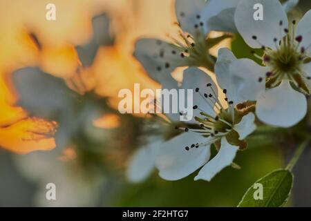 Fleurit au printemps avec le coucher du soleil, Baumblüten mit Sonnenuntergang Banque D'Images