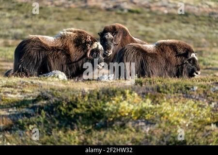 Trois boeufs musqués (Ovibos moschatus) se trouvent sur la toundra dans le parc national de Dovrefjell, en Norvège Banque D'Images