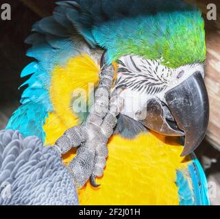 Bleu et or Macaw (Ara ararauna) se grattant la tête, Costa Rica, Amérique centrale Banque D'Images