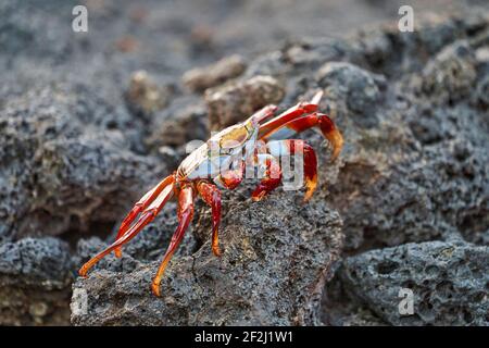 Crabe rouge , Grapsus Grapsus, également connu sous le nom de Sally Lightfoot crabe assis sur les rochers de lave des îles galapagos, Equateur, Amérique du Sud Banque D'Images