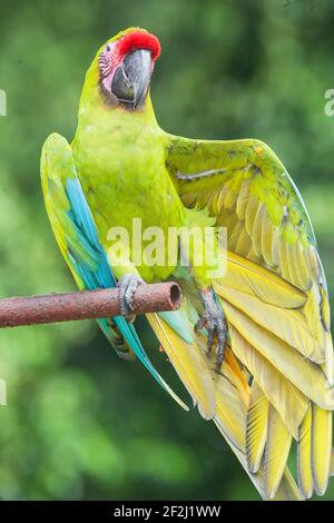 Macaw militaire (Ara militaris) ouvrant ses ailes, Costa Rica, Amérique centrale, Banque D'Images