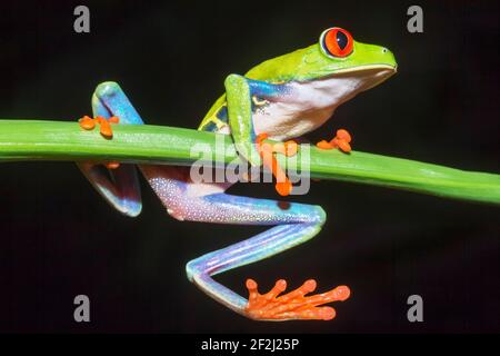 Grenouille d'arbre à yeux rouges (Agalychins callydrias) sur tige verte, Sarapiqui, Costa Rica Banque D'Images