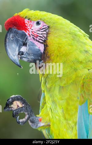 Macaw militaire (Ara militaris) manger, Costa Rica, Amérique centrale Banque D'Images