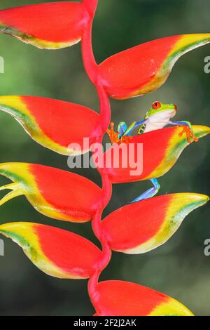Grenouille d'arbre à yeux rouges (Agalychins callydrias) sur fleur d'Heliconia, Sarapiqui, Costa Rica Banque D'Images