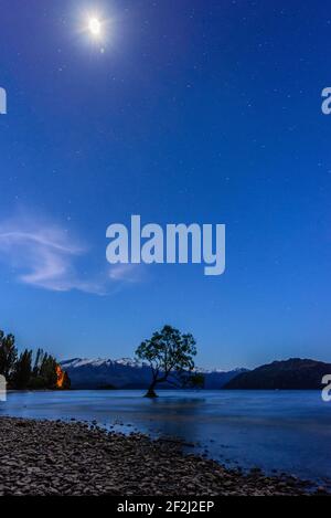 Wanaka arbre sous ciel étoilé avec lune lumineuse. Seul arbre célèbre poussant dans le lac Wanaka, île du Sud, Nouvelle-Zélande. Banque D'Images