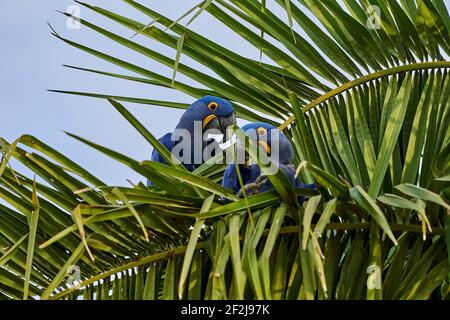 La macaw de jacinthe, Anodorhynchus hyacinthinus, ou macaw de jacinthine, est un beau, grand perroquet bleu profond, qui peut être trouvé dans le Pantal près de Por Banque D'Images