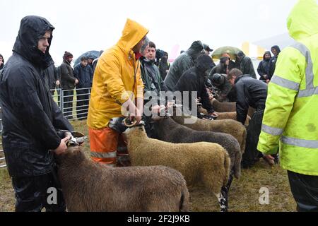 Un spectacle Abington très humide, South Lanarkshire, Écosse Banque D'Images