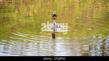 Gros plan d'un Grand Grebe à crête (Podiceps cristatus) avaler un poisson Banque D'Images