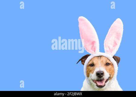 Joyeux chien comme lapin de Pâques sur fond de couleur unie comme concept vacances de printemps Banque D'Images