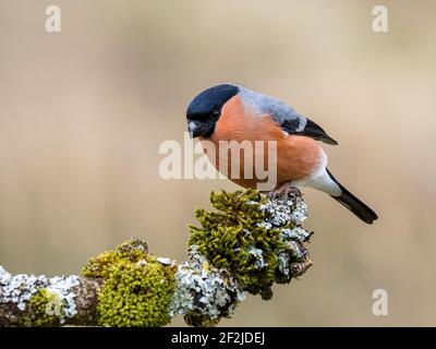 Bullfinch mâle au début du printemps au milieu du pays de Galles Banque D'Images
