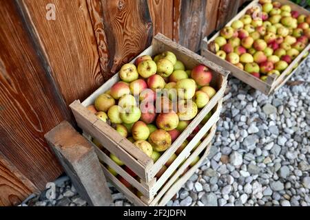 Pommes biologiques dans des caisses en bois sur un mur de hangar Banque D'Images