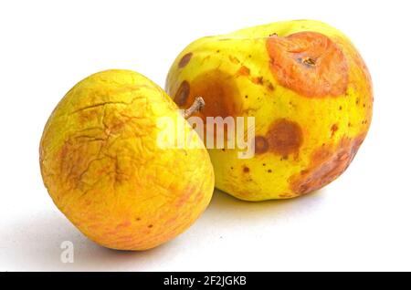 Une pomme jaune flétrit et une pomme pourrie isolée sur fond blanc, se concentre sur la première pomme. Banque D'Images