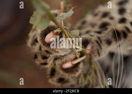 Portrait d'un léopard, photo prise lors d'un safari à Sabi Sands, Afrique du Sud Banque D'Images